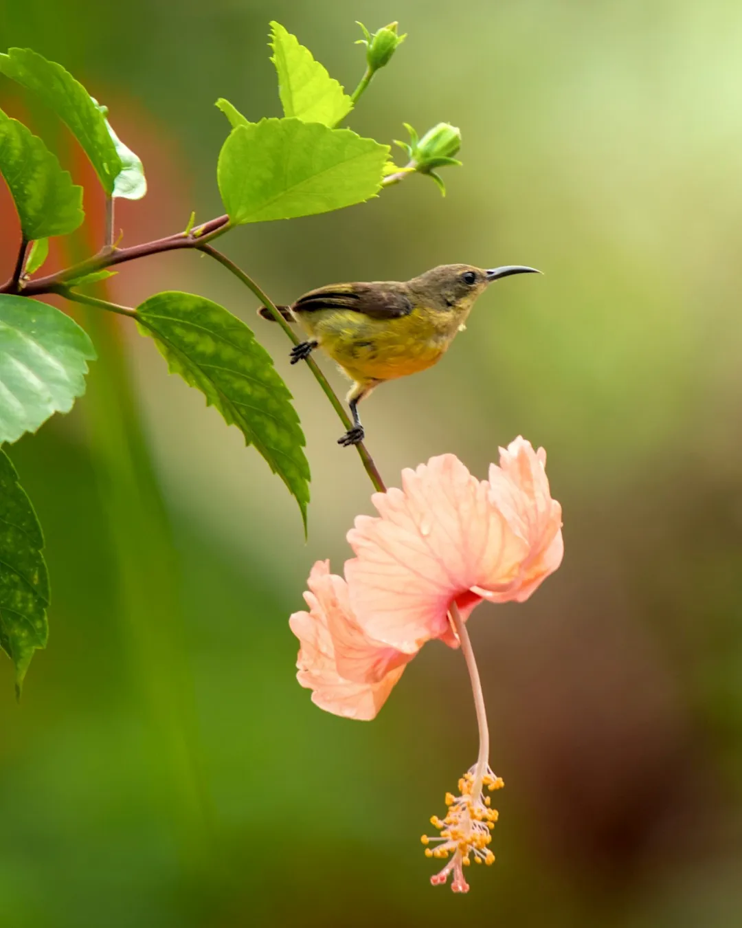 Sunbird