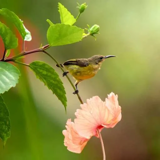 Sunbird