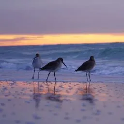 3 birds on the beach at sunset