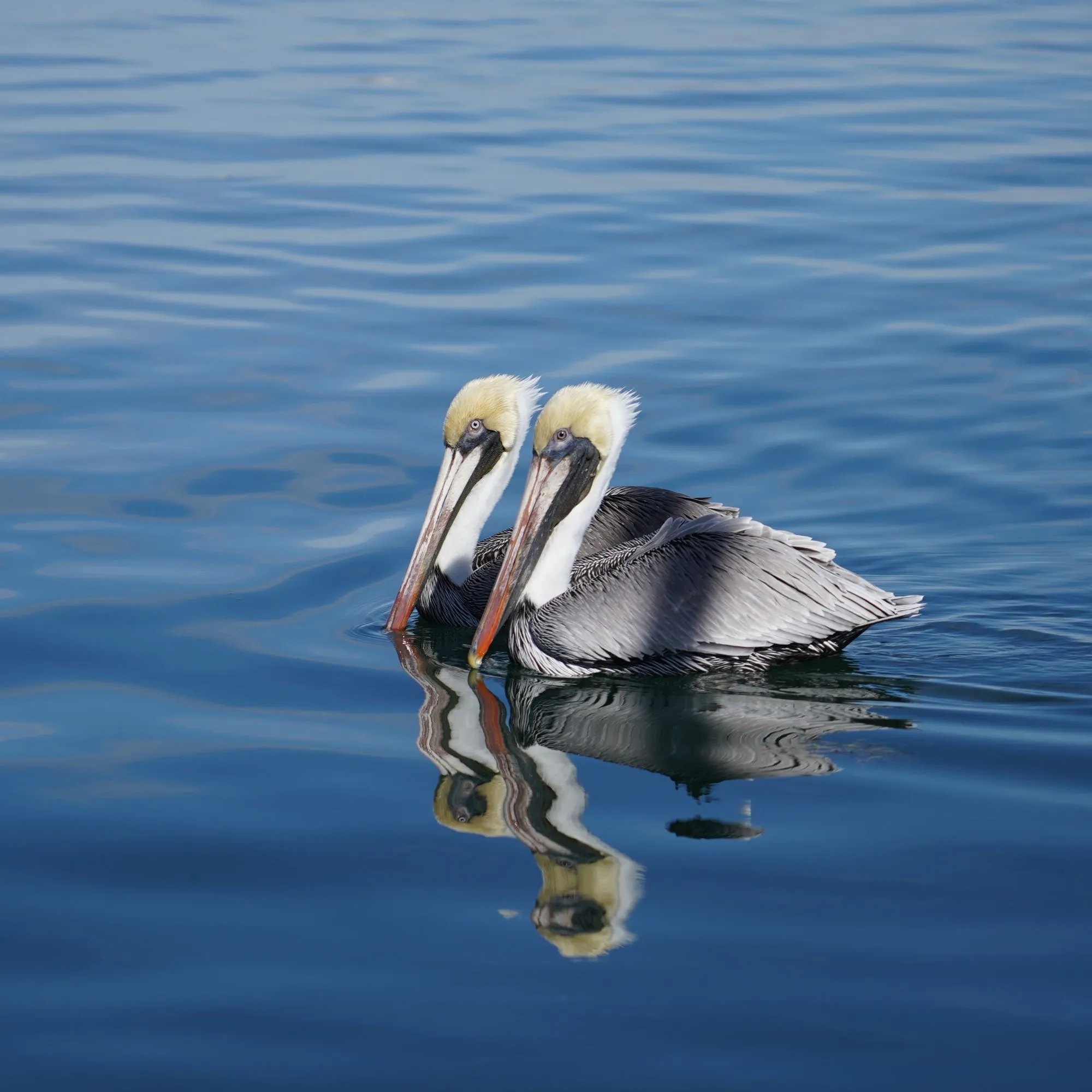 Pelicans