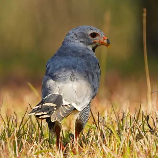 Hawk