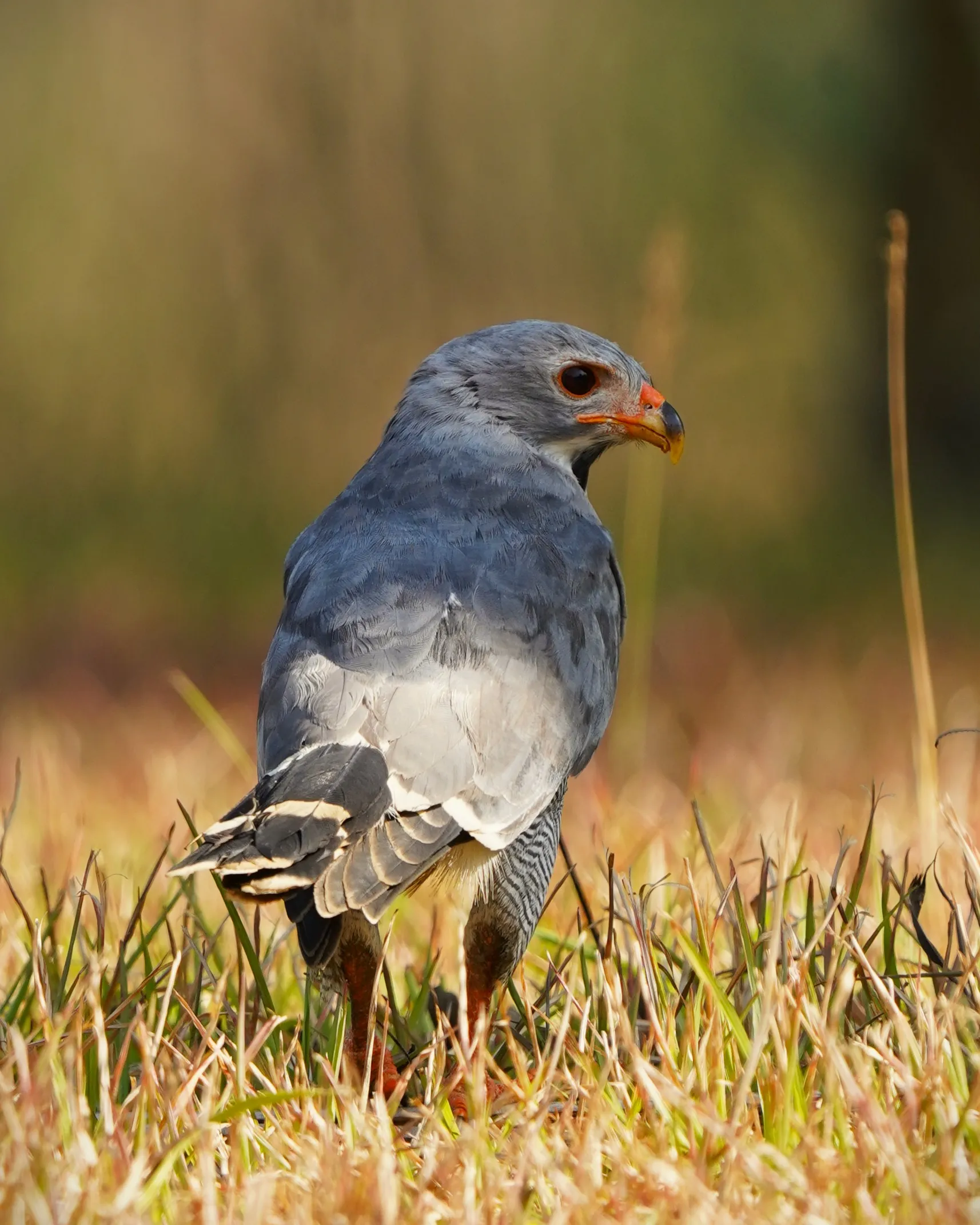 Hawk