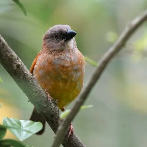 Northern Grey-Headed Sparrow