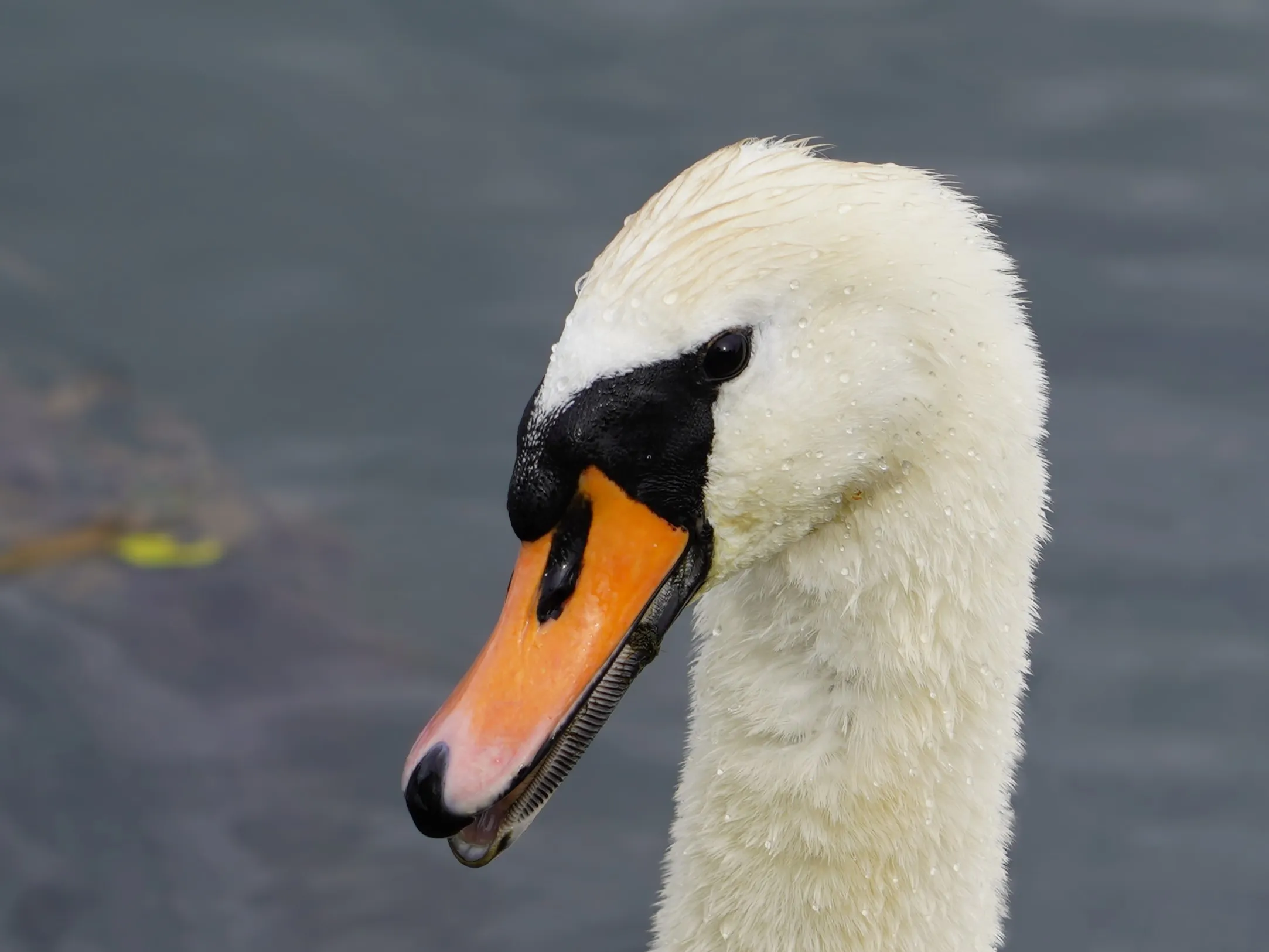 Swan