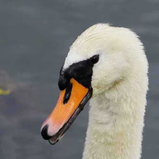 Swan