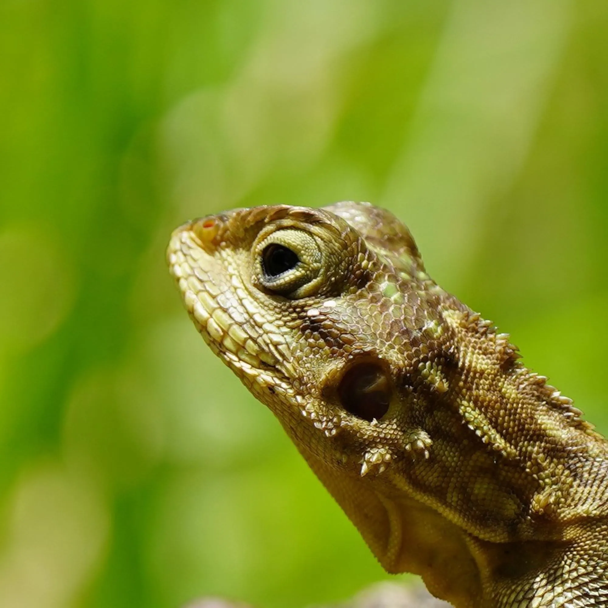 Lizard portrait