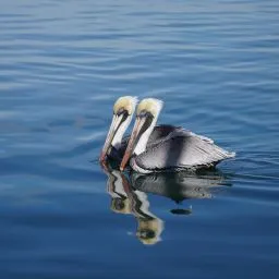 2 pelicans swimming next to each other