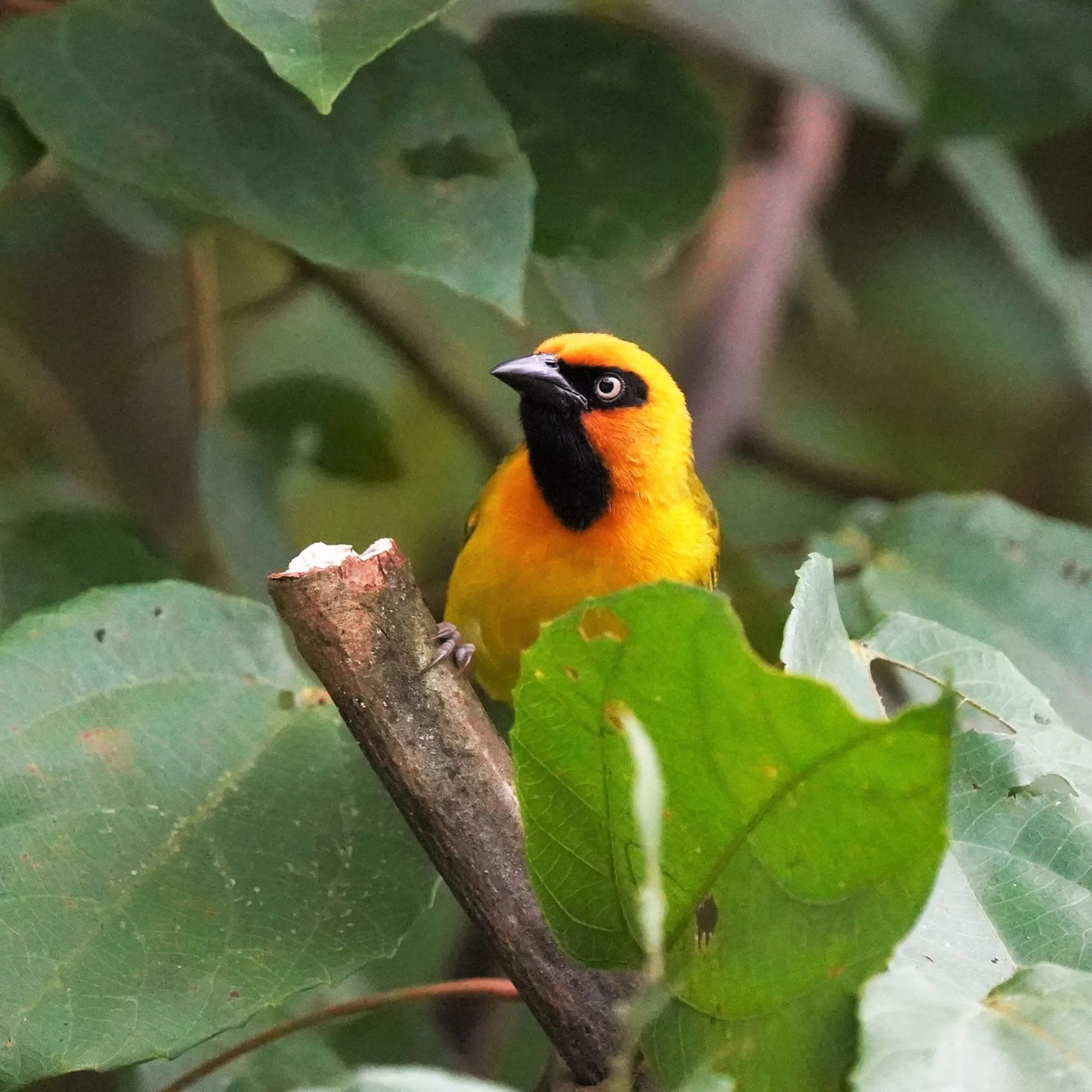 Weaver bird