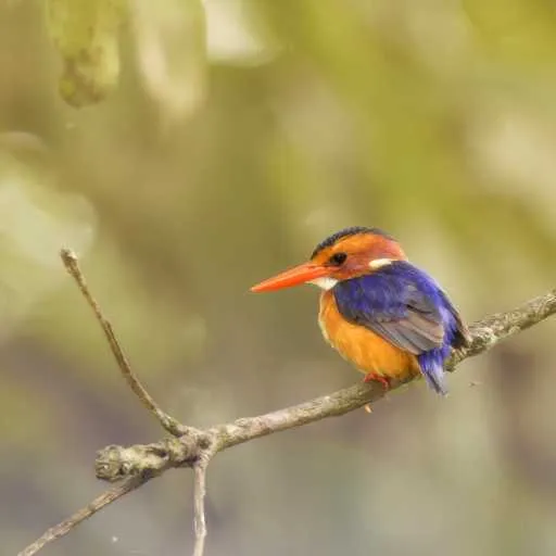 African pygmy kingfisher