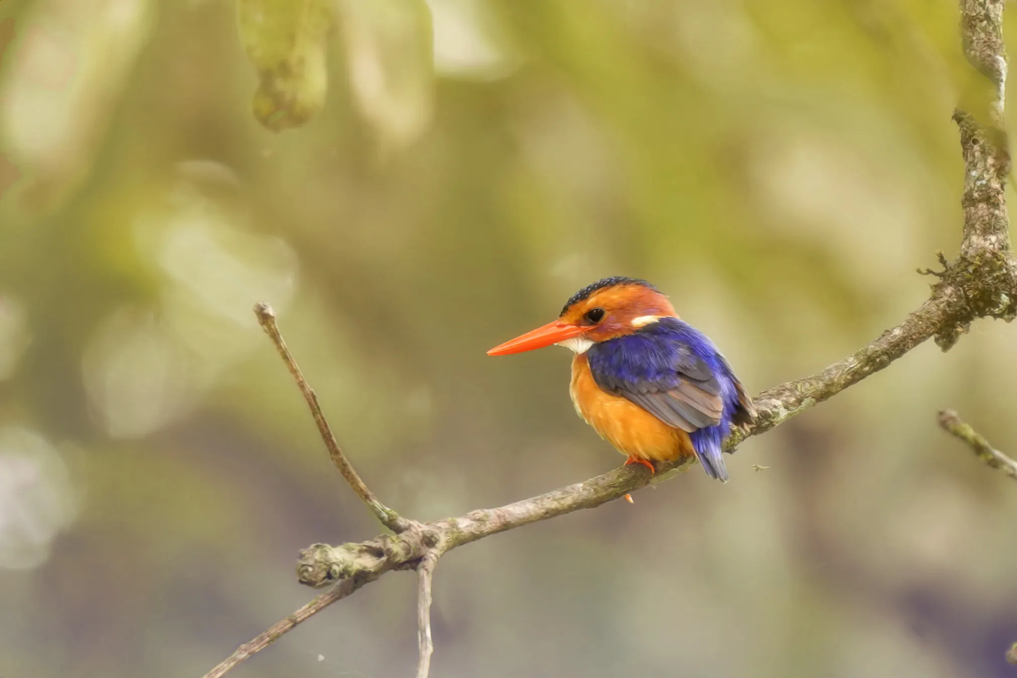 African pygmy kingfisher