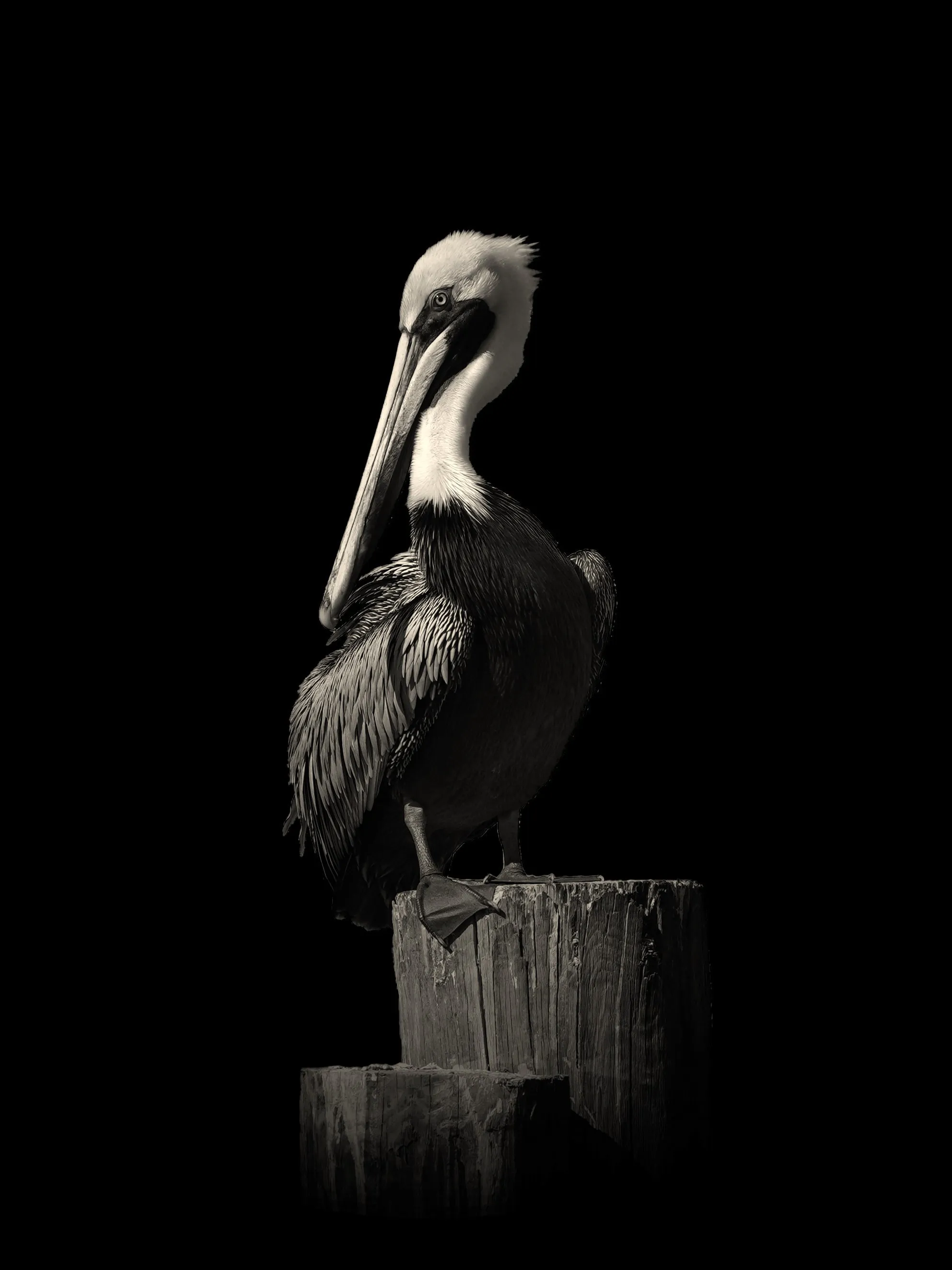 Pelican