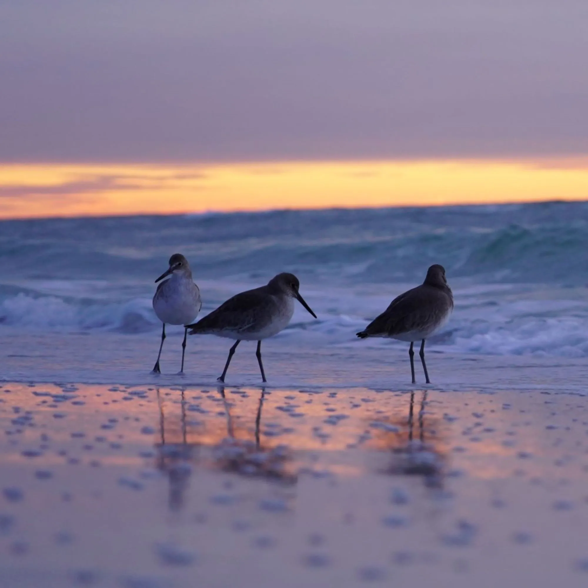 Birds on the beach