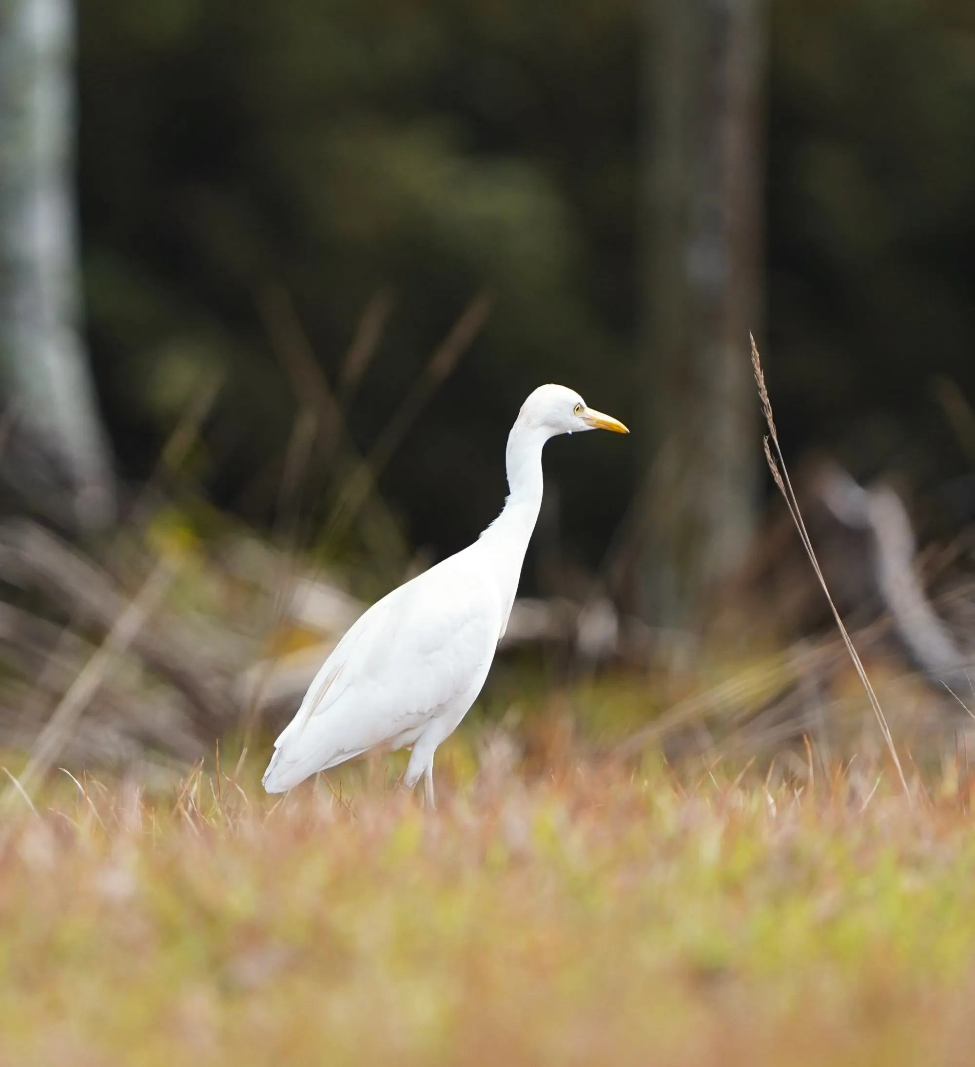 Egret