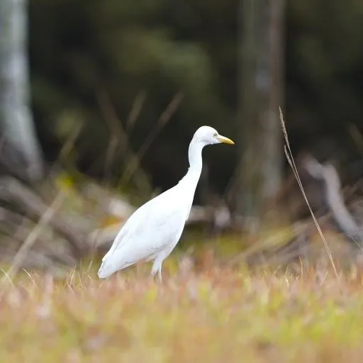 Egret