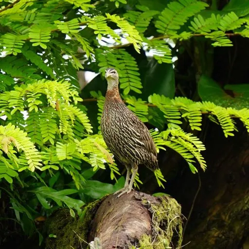 Spurfowl