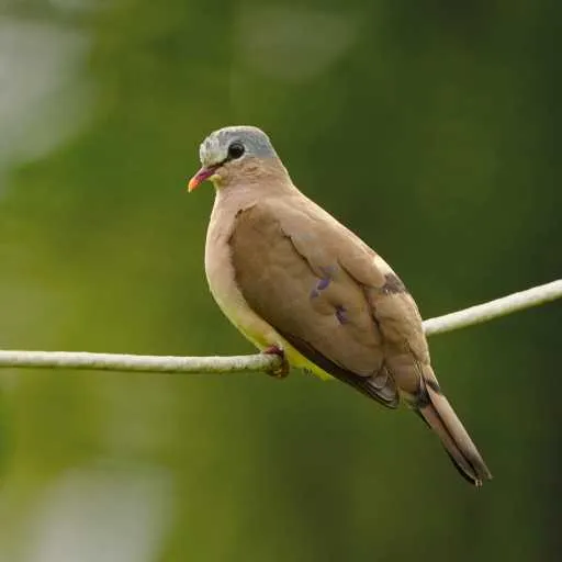 Blue-Spotted Wood Dove