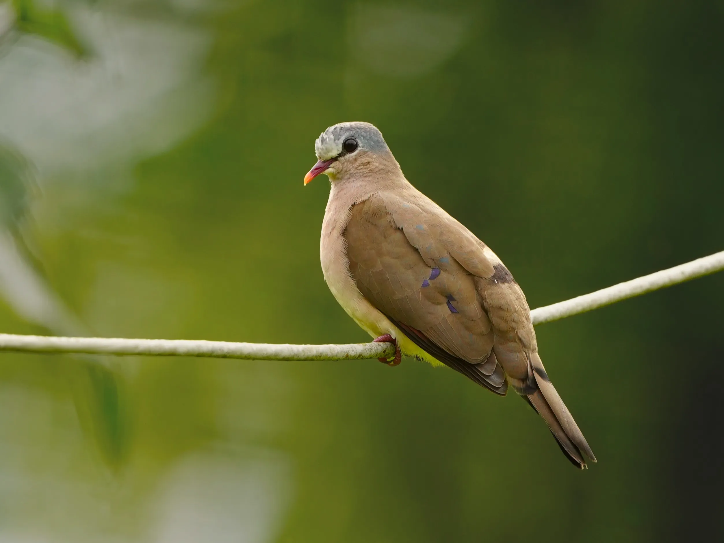 Blue-Spotted Wood Dove