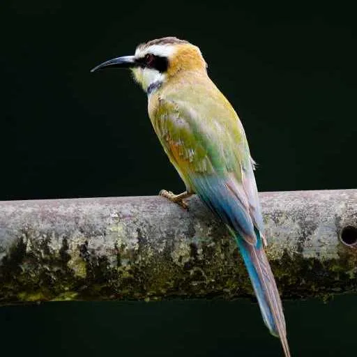 Bee-eater