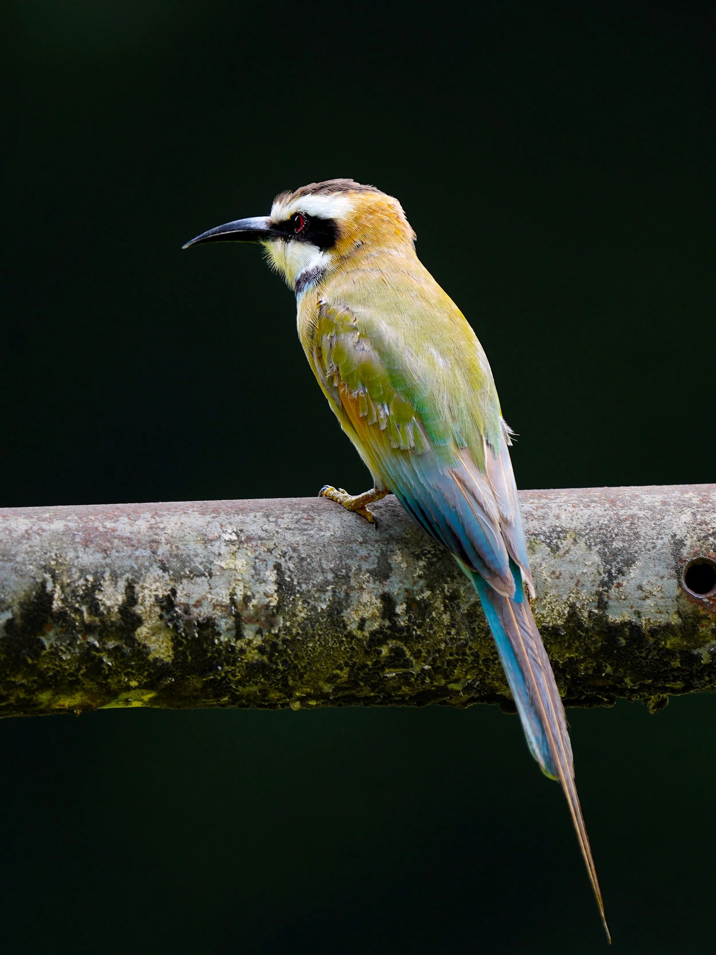 Bee-eater
